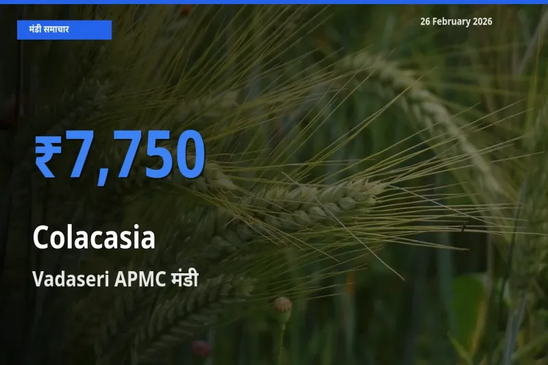 Vadaseri APMC मंडी में Colacasia ₹7,750 पर पहुँचा – आज का सर्वोच्च भाव