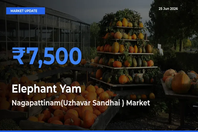 Nagapattinam(Uzhavar Sandhai ) Records Highest ₹7,500 Rate for Elephant Yam