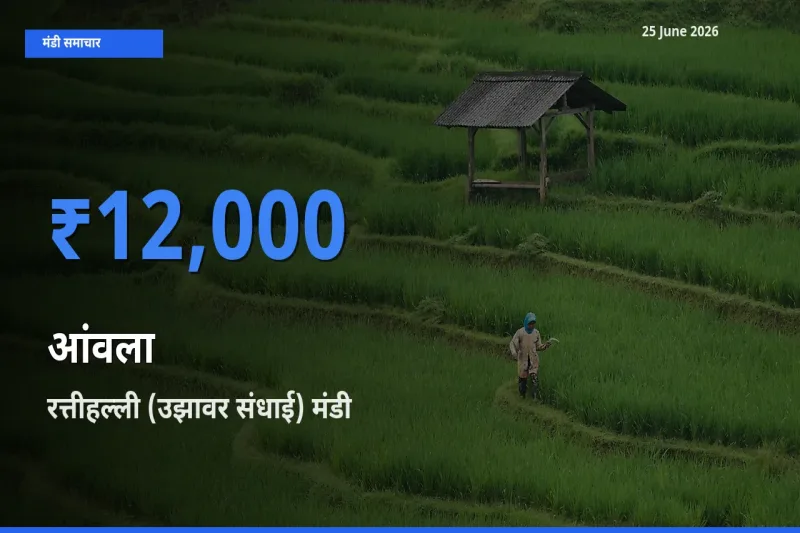 किसानों की पसंद बना रत्तीहल्ली (उझावर संधाई), आंवला के सबसे अच्छे दाम