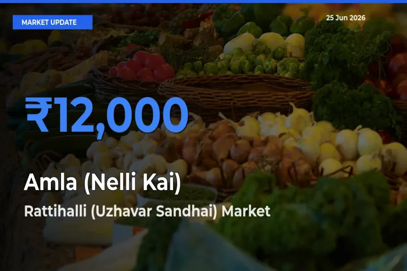 Farmers Prefer Rattihalli (Uzhavar Sandhai) as Amla (Nelli Kai) Hits Highest Rate