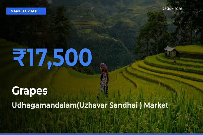 Top Performer! Udhagamandalam(Uzhavar Sandhai ) Offers Best Grapes Price Today