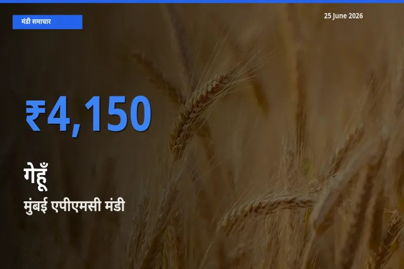 मुंबई एपीएमसी में गेहूँ का आज सबसे ऊँचा भाव