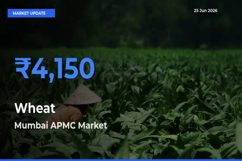 Farmers Prefer Mumbai APMC as Wheat Hits Highest Rate
