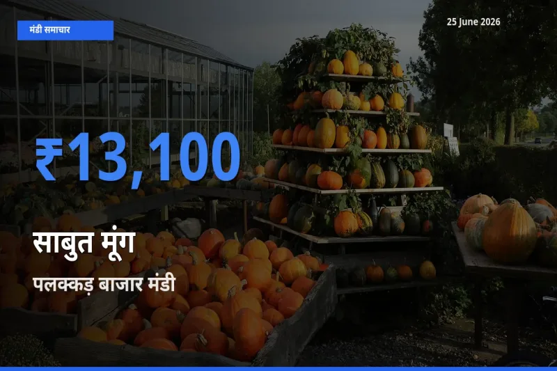 आज का मंडी भाव: साबुत मूंग के सबसे ज़्यादा दाम पलक्कड़ बाजार में