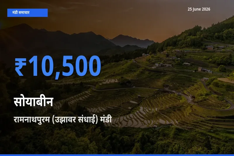 आज सोयाबीन के सबसे ज़्यादा दाम रामनाथपुरम (उझावर संधाई) मंडी में दर्ज
