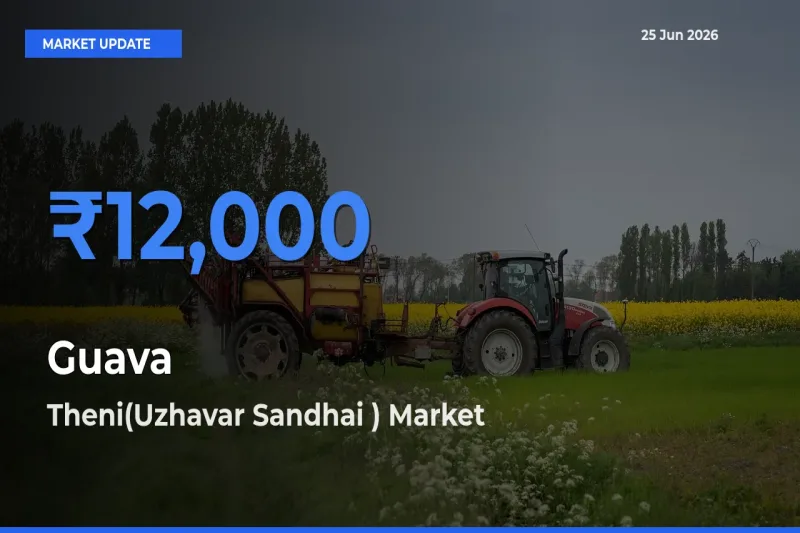 Theni(Uzhavar Sandhai ) Emerges as Top Mandi for Guava Prices Today