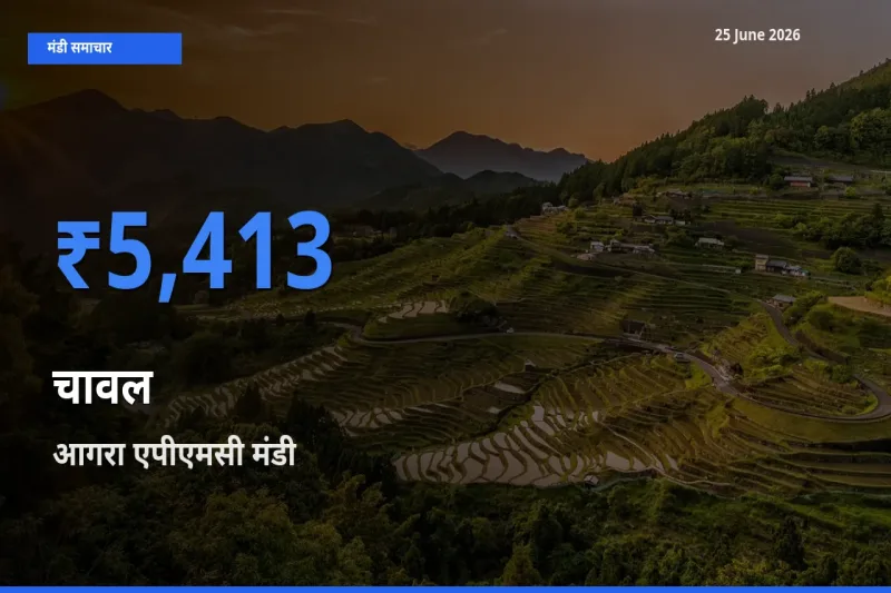 आगरा एपीएमसी मंडी में आज चावल के सबसे ऊँचे दाम दर्ज