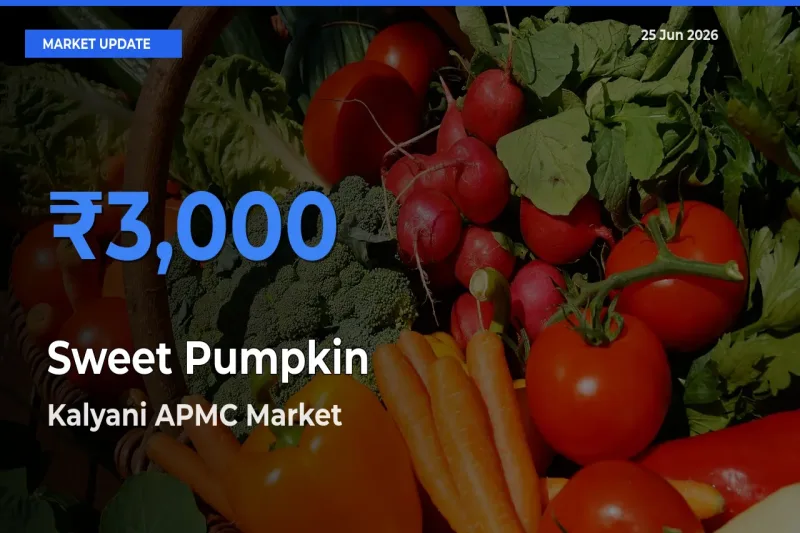 Market Watch: Kalyani APMC Becomes Top Mandi for Sweet Pumpkin