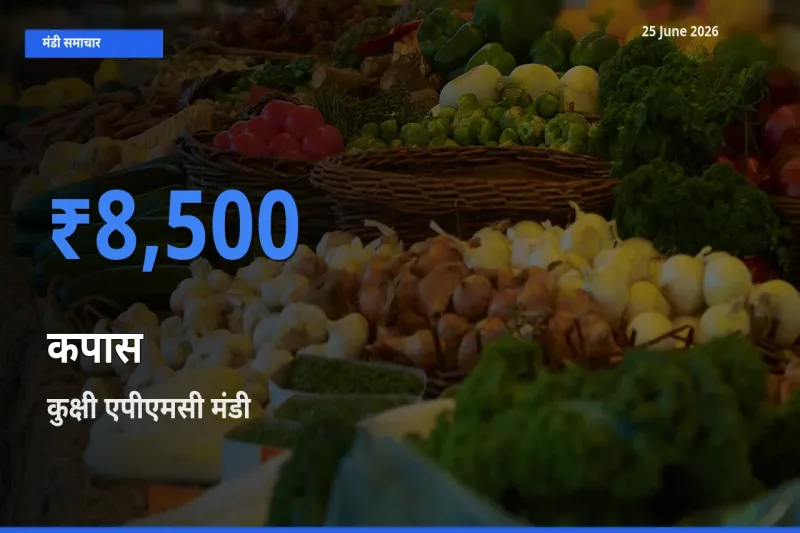 आज का मंडी भाव: कपास के सबसे ज़्यादा दाम कुक्षी एपीएमसी में