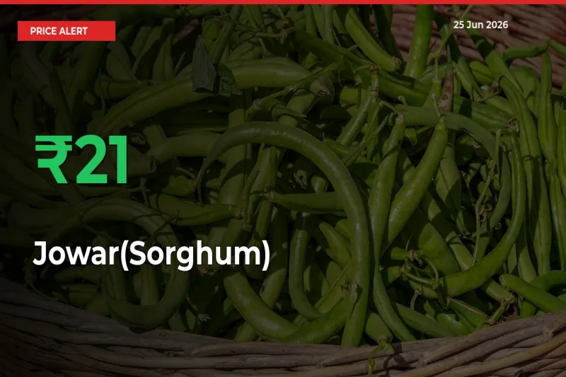 20.57% Spike in Jowar(Sorghum) Prices – Mandi Sees Sudden Rally
