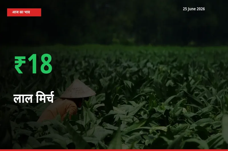 25 June अपडेट: लाल मिर्च के दाम मंडी में 17.92% उछले