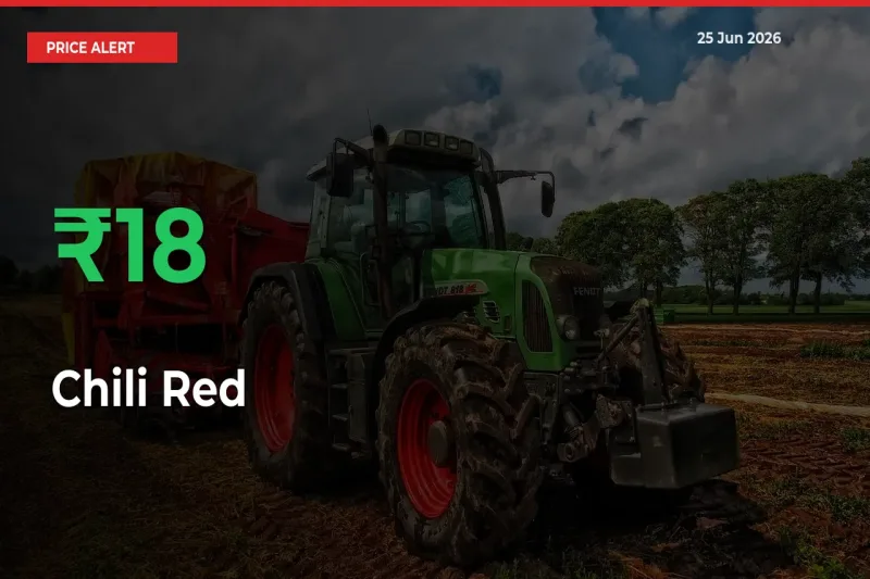 Why Chili Red Prices Rose 17.92% in a Day at Mandis