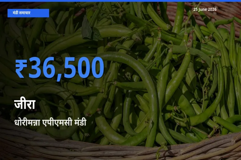 टॉप मंडी बना धोरीमन्ना एपीएमसी! जीरा के सबसे ऊँचे दाम यहीं दर्ज