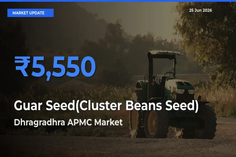 Dhragradhra APMC Records Highest ₹5,550 Rate for Guar Seed(Cluster Beans Seed)