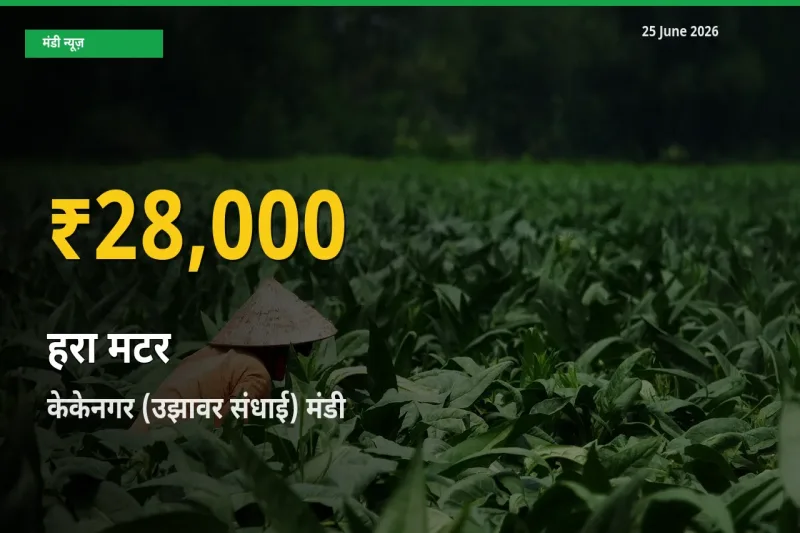 25 June अपडेट: केकेनगर (उझावर संधाई) में हरा मटर के दाम रिकॉर्ड स्तर पर