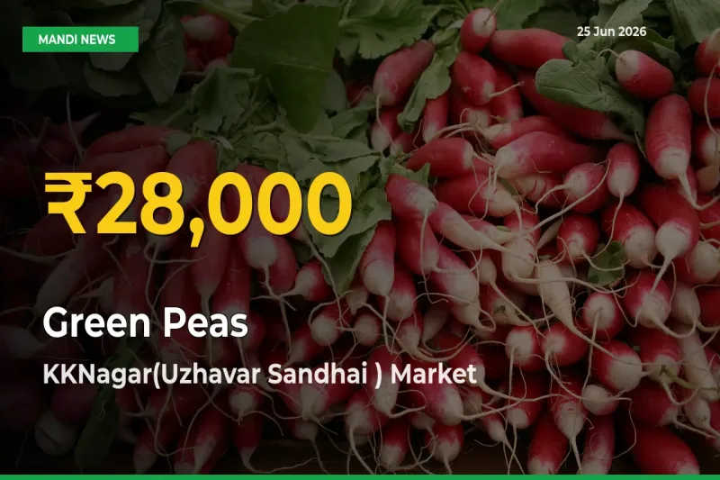 Fresh Record! Green Peas Price Climbs to New High in KKNagar(Uzhavar Sandhai )