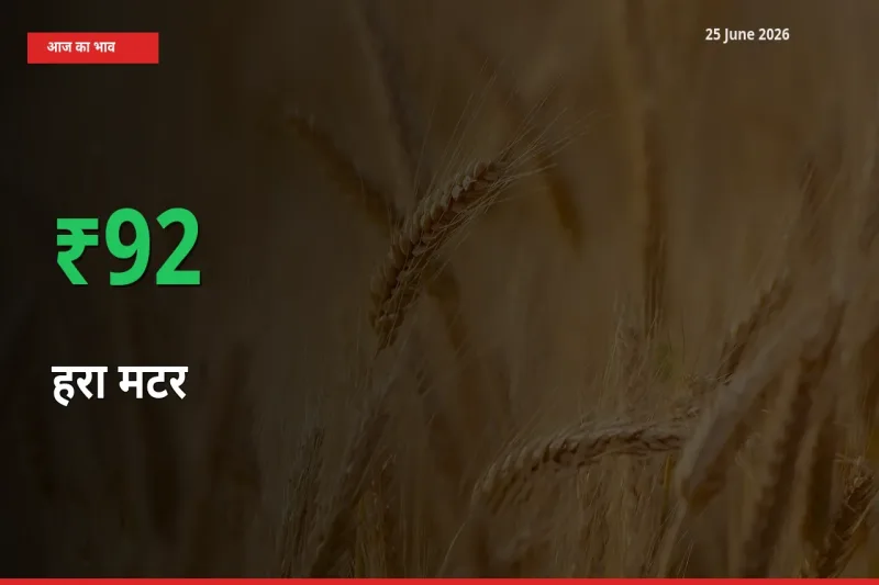 स्थानीय मंडी में हरा मटर के दाम अचानक 91.99% उछले, किसान सतर्क