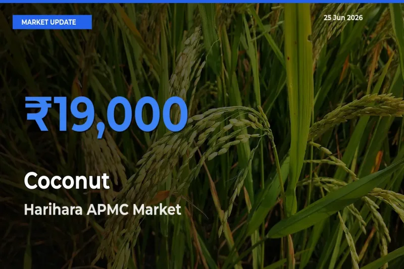 Harihara APMC Offers ₹19,000 – Highest Coconut Rate Today