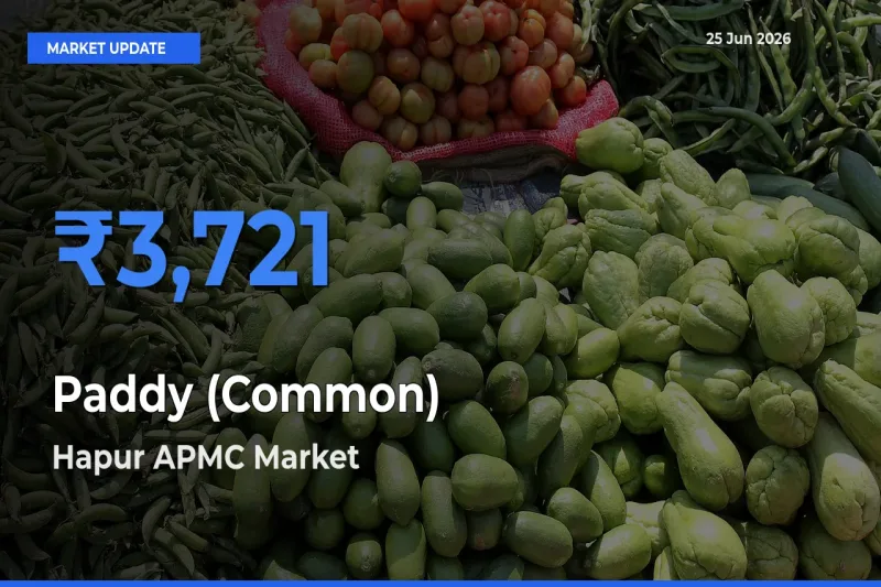 Hapur APMC Records Highest ₹3,721 Rate for Paddy (Common)