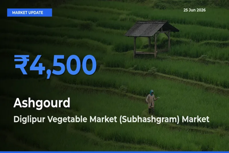 Diglipur Vegetable Market (Subhashgram) Tops Ashgourd Mandi Rates Today
