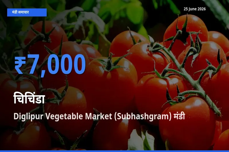 Diglipur Vegetable Market (Subhashgram) मंडी में आज चिचिंडा के सबसे ऊँचे दाम दर्ज