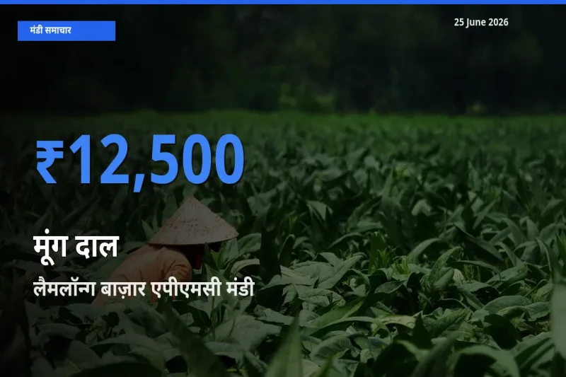 आज मूंग दाल के सबसे ऊँचे दाम ₹12,500 लैमलॉन्ग बाज़ार एपीएमसी मंडी में