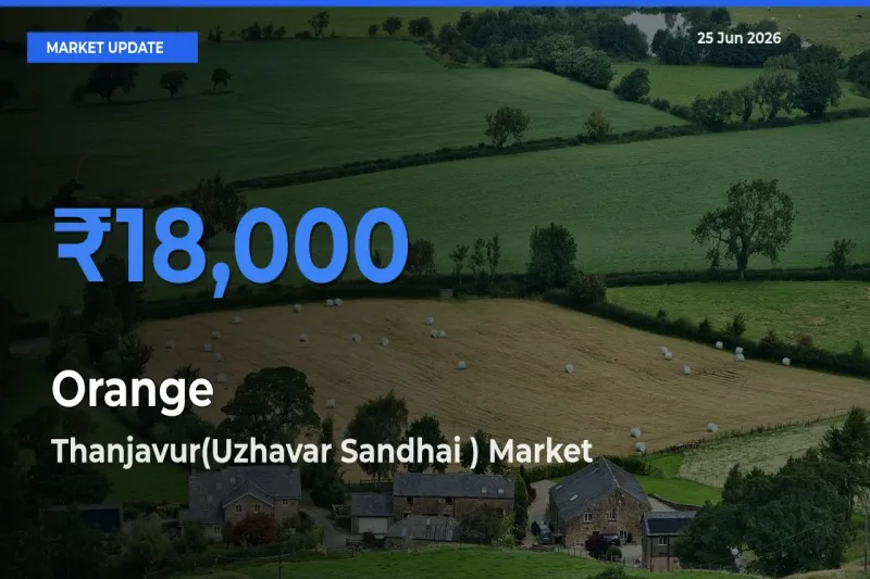 Farmers Prefer Thanjavur(Uzhavar Sandhai ) as Orange Hits Highest Rate