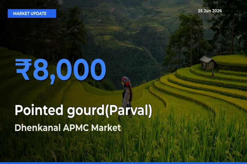 Top Performer! Dhenkanal APMC Offers Best Pointed gourd(Parval) Price Today