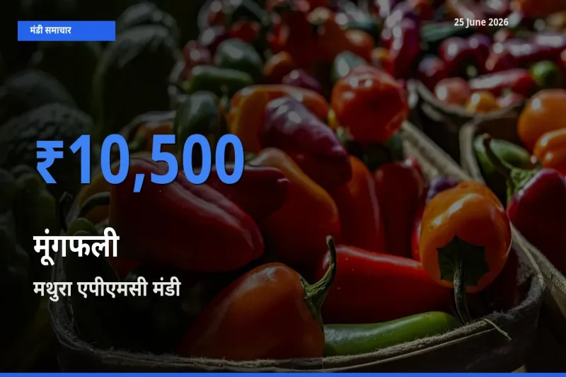 मथुरा एपीएमसी मंडी में मूंगफली ₹10,500 पर पहुँचा – आज का सर्वोच्च भाव