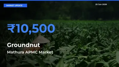 Top Performer! Mathura APMC Offers Best Groundnut Price Today
