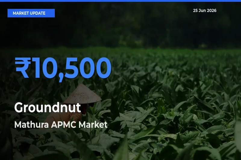 Top Performer! Mathura APMC Offers Best Groundnut Price Today
