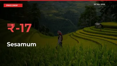 Why Sesamum Prices Fell 17.02% in a Day at Mandis
