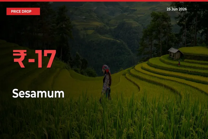 Why Sesamum Prices Fell 17.02% in a Day at Mandis