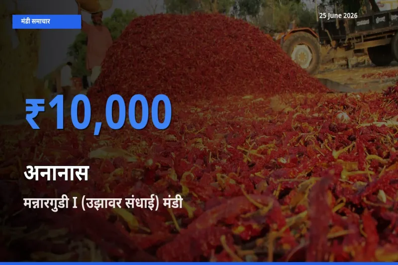 आज का मंडी भाव: अनानास के सबसे ज़्यादा दाम मन्नारगुडी I (उझावर संधाई) में