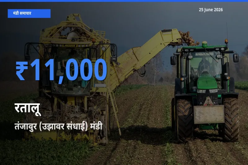 तंजावुर (उझावर संधाई) मंडी में रतालू ₹11,000 पर पहुँचा – आज का सर्वोच्च भाव