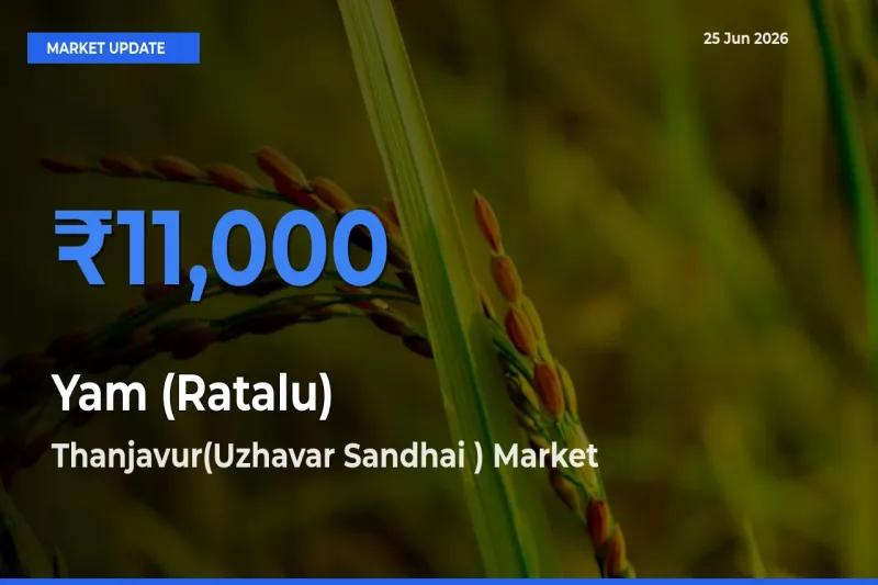 Top Performer! Thanjavur(Uzhavar Sandhai ) Offers Best Yam (Ratalu) Price Today