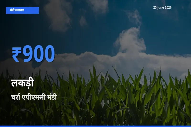 25 June अपडेट: लकड़ी के सबसे ऊँचे दाम चर्रा एपीएमसी मंडी में