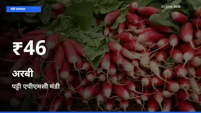 आज का मंडी भाव: पट्टी एपीएमसी में अरबी 30 दिन के सबसे कम स्तर पर