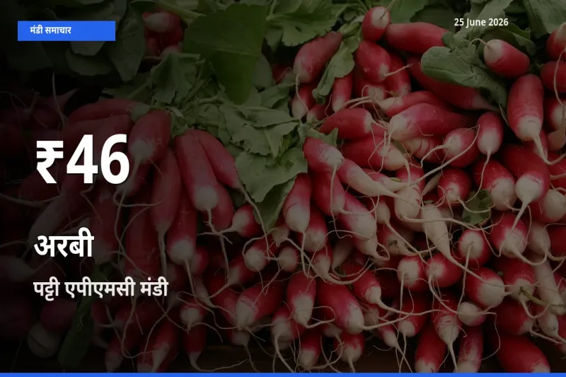 आज का मंडी भाव: पट्टी एपीएमसी में अरबी 30 दिन के सबसे कम स्तर पर