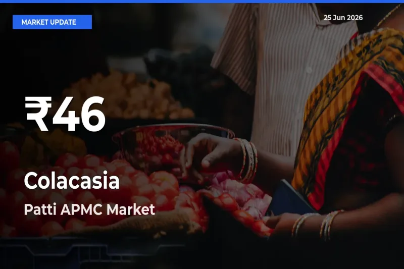 Colacasia Mandi Rate Today: 30-Day Low Recorded in Patti APMC