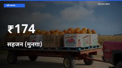 174+ मंडियों में सहजन (मुनगा) के दामों का एक जैसा ट्रेंड
