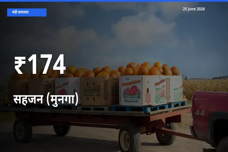 174+ मंडियों में सहजन (मुनगा) के दामों का एक जैसा ट्रेंड