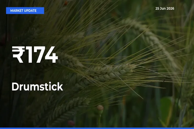 Drumstick Trend Strengthens Across Major Mandis