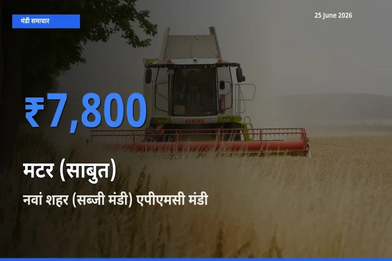 किसानों की पसंद बना नवां शहर (सब्जी मंडी) एपीएमसी, मटर (साबुत) के सबसे अच्छे दाम