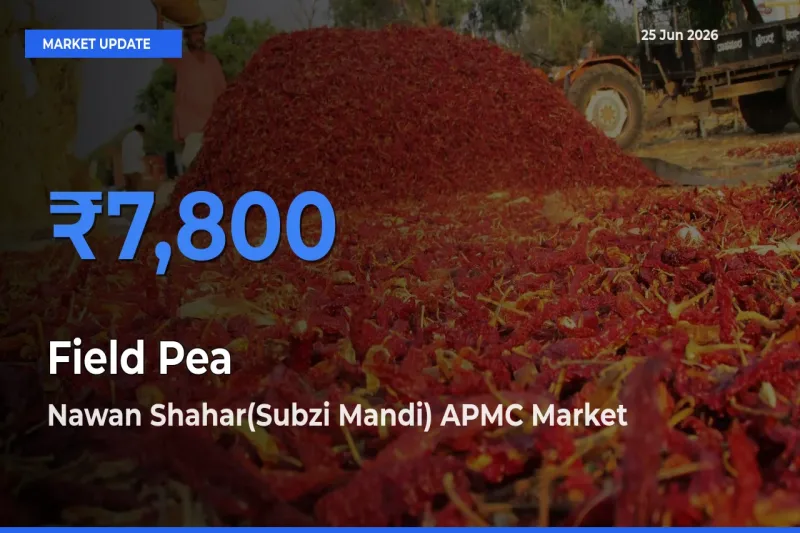 Nawan Shahar(Subzi Mandi) APMC Emerges as Top Mandi for Field Pea Prices Today