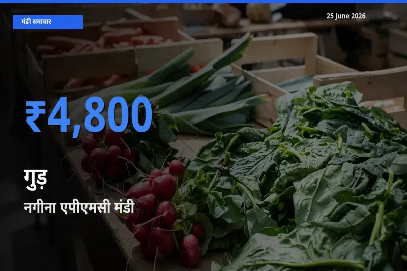 आज गुड़ के सबसे ऊँचे दाम ₹4,800 नगीना एपीएमसी मंडी में