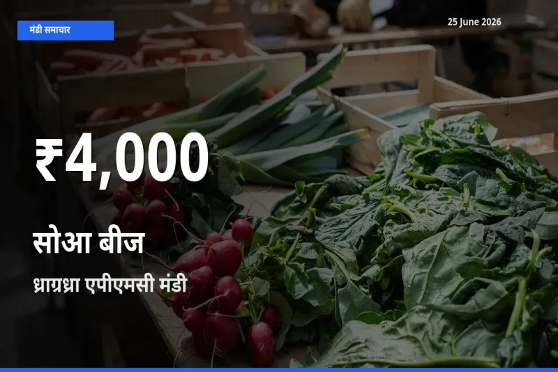 रिकॉर्ड गिरावट नहीं, लेकिन 30 दिन का न्यूनतम! ध्राग्रध्रा एपीएमसी में सोआ बीज के दाम फिसले