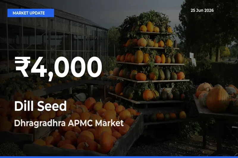 Dill Seed Prices Touch 30-Day Low in Dhragradhra APMC – June 25 Update