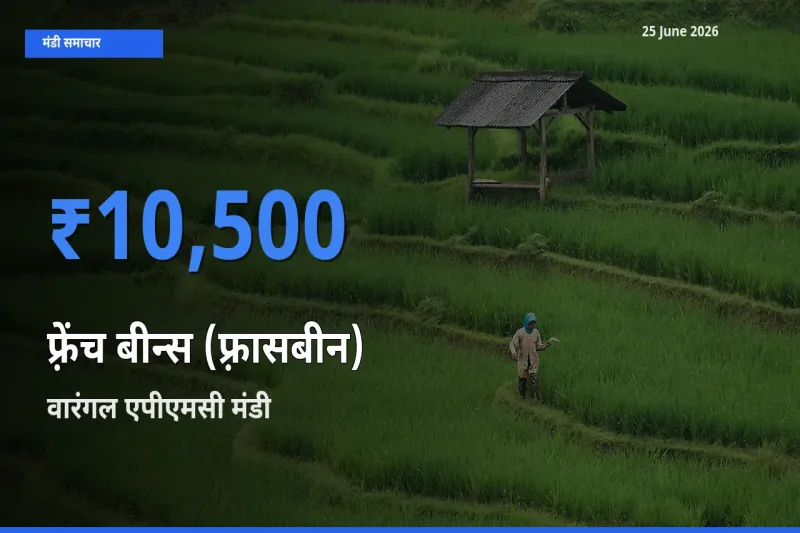 वारंगल एपीएमसी मंडी में फ़्रेंच बीन्स (फ़्रासबीन) ₹10,500 पर पहुँचा – आज का सर्वोच्च भाव