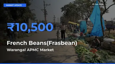 Warangal APMC Emerges as Top Mandi for French Beans(Frasbean) Prices Today